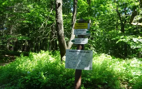 Leśny drogowskaz szlaków turystycznych z mapą i informacjami o trasach.
