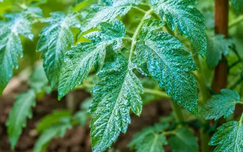 Feuilles de tomate couvertes de bouillie bordelaise, un traitement qui peut présenter un danger si mal utilisé.