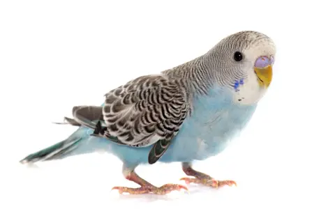 Un adorabile parrocchetto ondulato femmina, con piumaggio azzurro e grigio, posa su sfondo bianco.