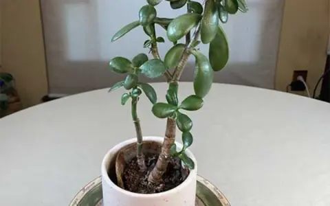 Una planta de jade con hojas carnosas y verdes, en una maceta blanca sobre una mesa.