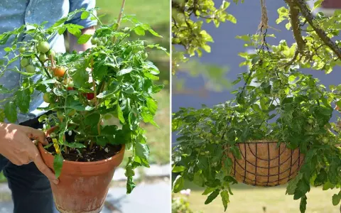 Tomatplantor i kruka och ampel. Perfekt för att odla egna tomater, även om temperaturen varierar.