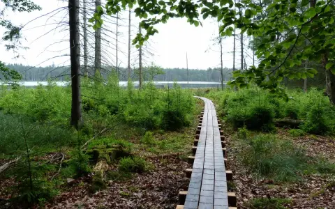Rezerwat przyrody Kurze Grzędy – tajemnice unikalnej bioróżnorodności