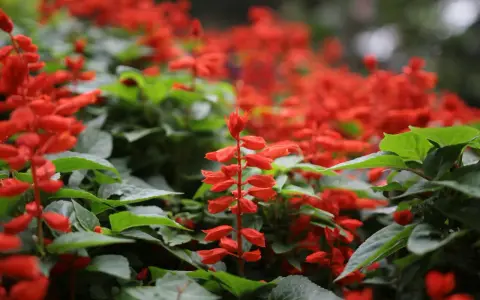 Un parterre de sauge ananas aux fleurs rouges vives, avec des feuilles vertes luxuriantes.