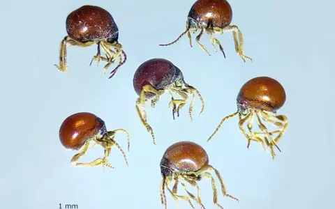 Cinco pequeños escarabajo araña, con cuerpos redondos y brillantes, se mueven sobre un fondo claro.