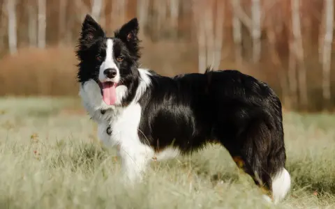Border collie opinie właścicieli: ten pies jest inteligentny, energiczny i kochany. Idealny towarzysz dla aktywnych osób.