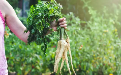 En hand håller en bunt färsk palsternacka med gröna blad, perfekt för ett gott palsternacka recept.