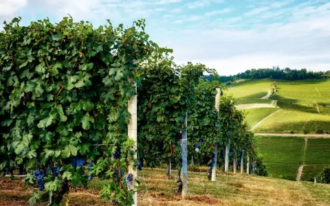 Reife Trauben der Barolo Rebsorte hängen an üppigen Rebstöcken, die sich über grüne Hügel erstrecken.