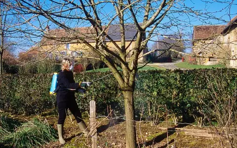 Une personne effectue un traitement sur un jeune arbre, probablement un cerisier, avec un pulvérisateur à dos.