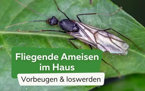 Nahaufnahme einer geflügelten Ameise auf einem Blatt. Text: "Fliegende Ameisen im Haus. Vorbeugen & loswerden.