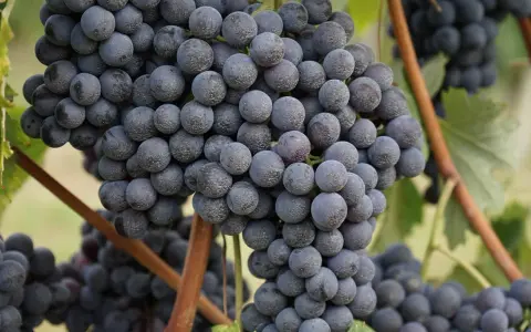 Reife, dunkle Trauben der Rebsorte Barbaresco hängen an den Reben.