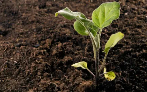 Giovane piantina di melanzana che spunta dal terreno fertile. Inizia il periodo melanzane, promessa di futuri frutti.