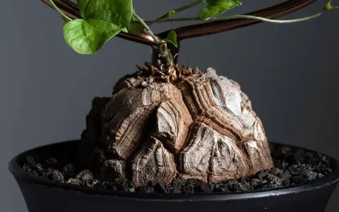 Wyjątkowy kaudeks Dioscorea elephantipes, przypominający skorupę żółwia, z zielonymi liśćmi pnącymi się po podporze.