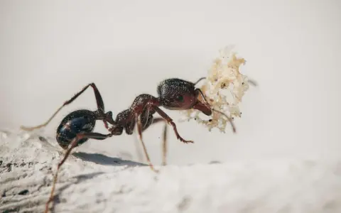Una hormiga carga un trozo de hoja seca, como si fuera un tesoro. Las hormigas son trabajadoras incansables.