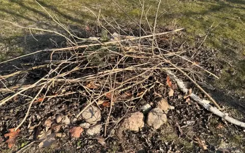 Stos suchych gałęzi i liści na trawie, gotowy do rozpalenia. Czy można palić gałęzie na wsi? To zależy od przepisów.