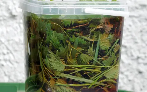 Przezroczyste wiadro wypełnione po brzegi zielonymi liśćmi pokrzywy i trawą, przygotowywany naturalny nawóz z pokrzywy.