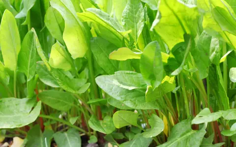 Foglie verdi e lucide di acetosa selvatica, con steli rossastri che emergono dal terreno.