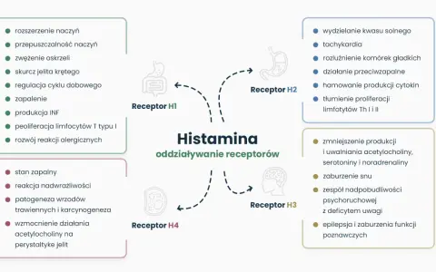 Schemat przedstawia działanie histaminy na receptory H1-H4, wpływając na zapalenie, reakcje alergiczne, trawienie i funkcje poznawcze.