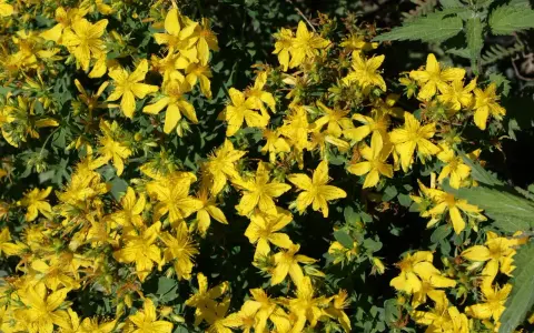Un champ de millepertuis aux fleurs jaunes éclatantes, évoquant ses nombreux bienfaits pour le bien-être.