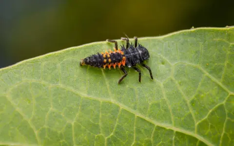 A spiky, black and orange asian beetle larvae crawls across a vibrant green leaf, its tiny legs gripping the surface.