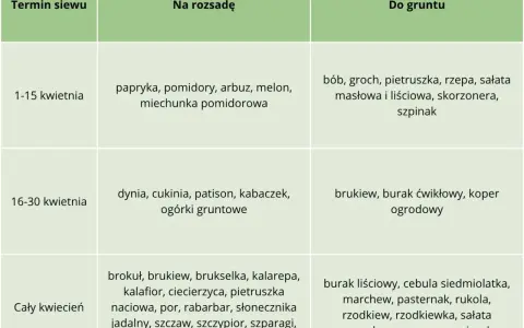 Tabela podpowiada, co siać w kwietniu do gruntu: bób, groch, rzepę, sałatę, szpinak (1-15 kwietnia), brukiew, buraka, koper (16-30 kwietnia) i wiele innych warzyw przez cały miesiąc.