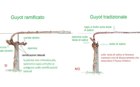 Confronto tra potatura Guyot ramificato e tradizionale. Il primo favorisce la crescita su speroni e ramificazioni laterali.