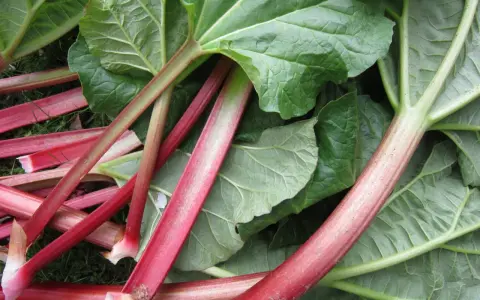 Tiges rouges et vertes de rhubarbe fraîchement cueillie, prêtes à être transformées en un délicieux fruit pour une tarte.