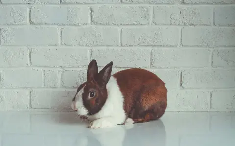 Ein braun-weißer Hase liegt vor einer weißen Ziegelwand. Seine großen, dunklen hasen augen blicken neugierig in die Ferne.