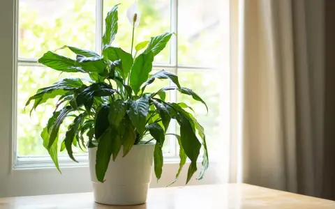 Planta de interior con flor blanca junto a una ventana, ideal para dar vida a las plantas para oficina.
