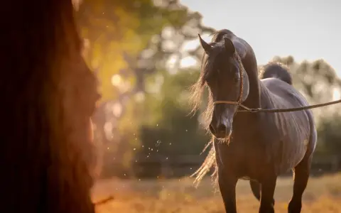 Un magnifique cheval pur sang arabe, au pelage sombre, se tient dans un champ doré baigné de soleil.