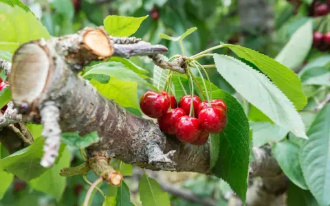 Reife Kirschen hängen an einem Ast, der nach dem Kirschbaum schneiden im Frühjahr gut verheilt ist.