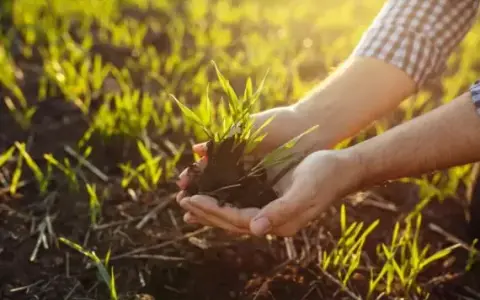 Jaki nawóz pod pszenicę? Odkryj najlepsze rozwiązania dla plonów