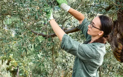 Une femme taille un olivier trop haut, portant des gants verts. Elle utilise des sécateurs pour élaguer les branches.