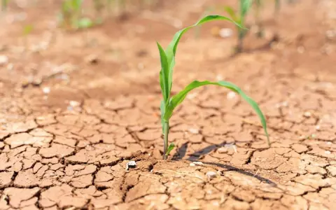 Piantina di mais su terreno arido e screpolato, simbolo della lotta per la sopravvivenza in agricoltura.