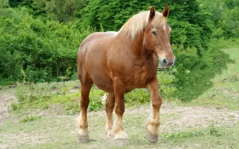 Un majestueux cheval comtois, robe alezane, crinière blonde, se promène dans un pré verdoyant.