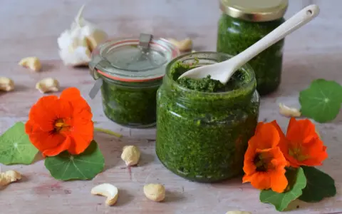 Frisches Kapuzinerkresse Pesto in Gläsern, umgeben von Kapuzinerkresseblüten, Cashewkernen und Knoblauch.