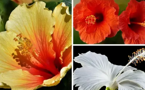 Trois hibiscus aux couleurs vives : jaune orangé, rouge et blanc. Idéal pour savoir quand tailler hibiscus.