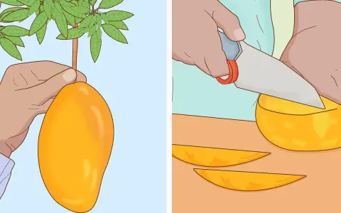 Mano recogiendo un mango maduro de un árbol. Otra mano corta un mango en rodajas para disfrutar. ¡Un delicioso paso para plantar mango!