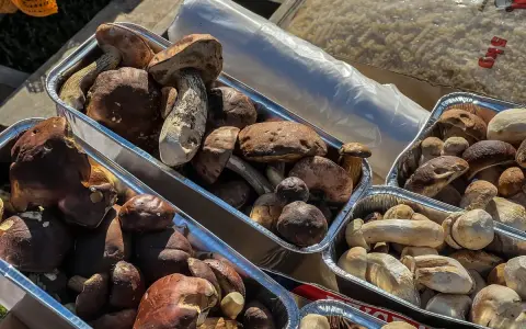 Po ile grzyby na skupie? Sprawdź aktualne ceny i zarobki