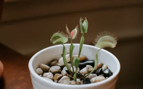 Planta carnívora en maceta blanca con piedras. Sus trampas rojas y verdes listas para cazar. Cuidados básicos para tu planta carnívora.