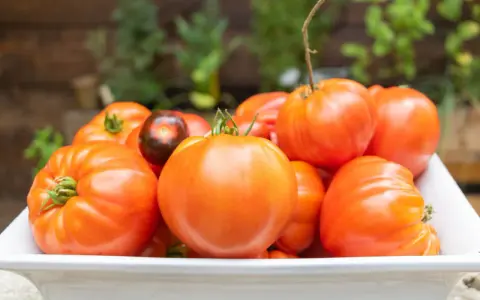 Un assortiment de tomates rouges, dont une tomate ananas rouge, dans un plat blanc.