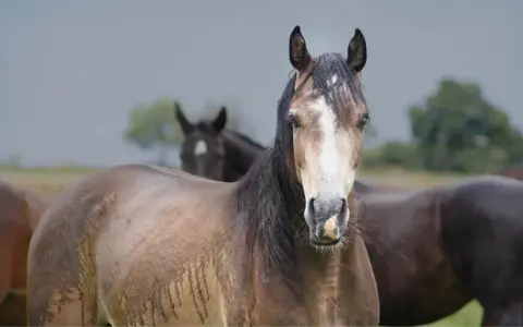 Ein braunes Pferd mit weißer Blesse blickt in die Kamera, während ein anderes Pferd im Hintergrund steht. Das Fell des vorderen Pferdes wirkt feucht, als ob es zittert.