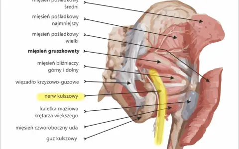 Anatomia ludzkiego podudzia: mięsień gruszkowaty i nerw kulszowy, otoczone innymi mięśniami pośladkowymi i strukturami miednicy.