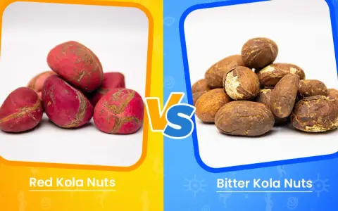 Comparaison entre le petit cola rouge et le petit cola amer. Les noix rouges sont vives, tandis que les noix amères ont une teinte terreuse.