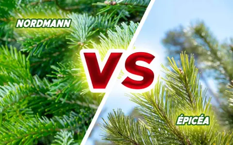 Comparaison entre le sapin Nordmann et l'épicéa, deux conifères populaires pour les fêtes.