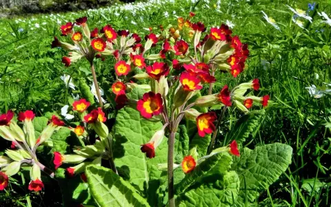 En klunga röda och gula primula utomhus i en grönskande äng, med små vita blommor i bakgrunden.