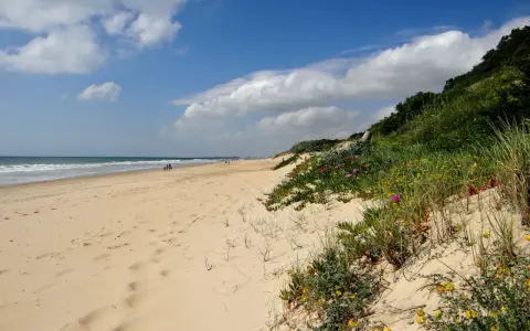 Sonniger Chiclana de la Frontera Strand mit Dünen, blühenden Pflanzen und dem Meer im Hintergrund.