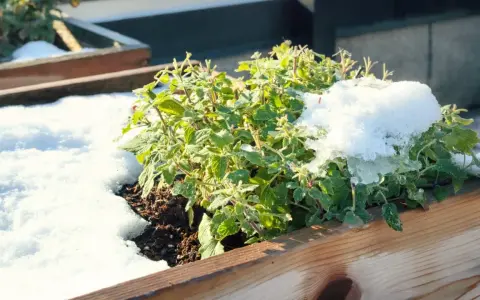 A green mint plant in a wooden planter is covered in snow, raising the question: can mint survive winter?