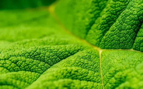 Photo macro d'une feuille verte aux textures riches. Les nervures et les minuscules bosses créent un paysage miniature fascinant.