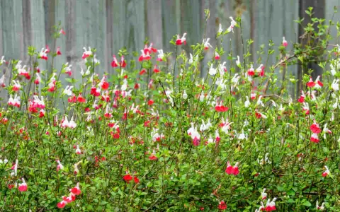 Un parterre de sauge de Graham aux fleurs bicolores rouge et blanc, devant une clôture en bois.