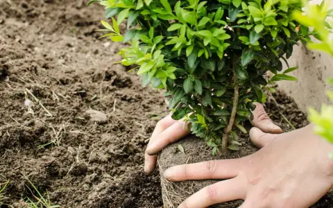 Mains tenant un jeune arbuste pour le planter dans la terre meuble, début d'une haie.